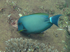 Acanthurus grammoptilus
