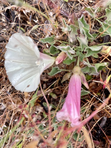 Hillside false bindweed (Calystegia subacaulis)