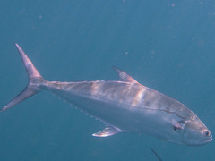 Scomberoides commersonnianus
