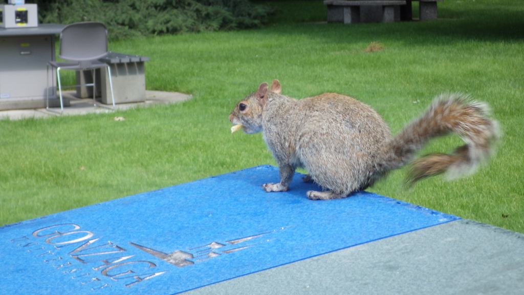 Eastern Gray Squirrel from University District, Spokane, WA, USA on ...