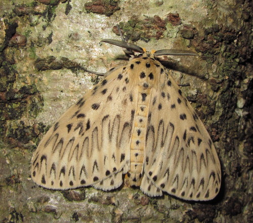 Genus Imaus · iNaturalist