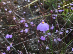 Utricularia barkeri