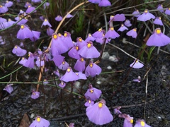 Utricularia barkeri