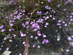 Utricularia barkeri