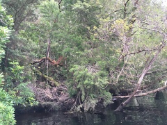 Lagarostrobos franklinii