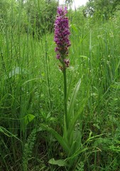 Dactylorhiza sibirica