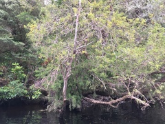 Lagarostrobos franklinii