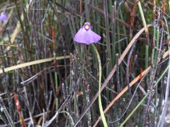 Utricularia barkeri