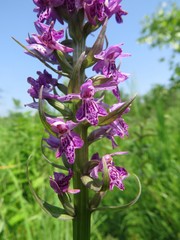 Dactylorhiza sibirica
