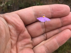 Utricularia barkeri