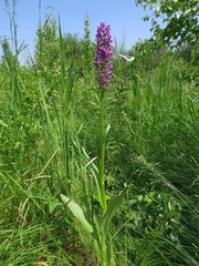 Dactylorhiza sibirica