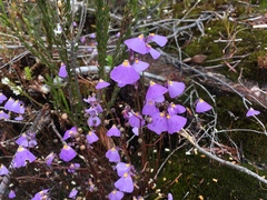 Utricularia barkeri