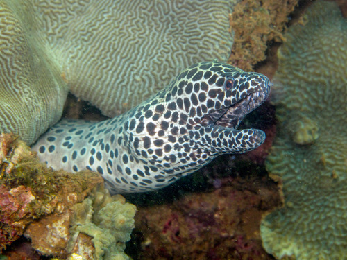Spotted moray (Gymnothorax isingteena) — Muraenidae