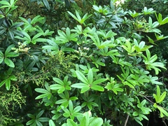 Acradenia frankliniae