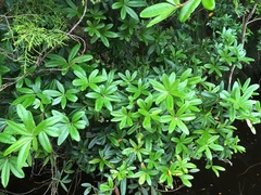 Acradenia frankliniae