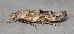 Mompha stellella