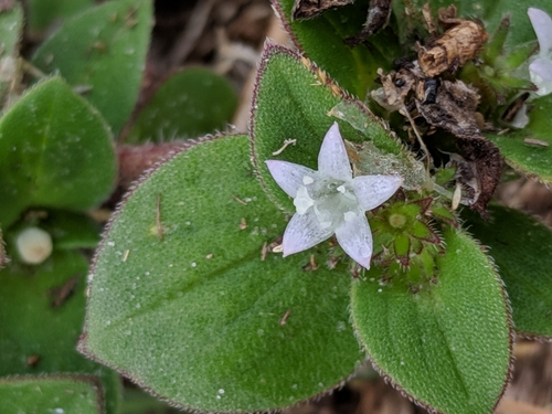 Richardia brasiliensis