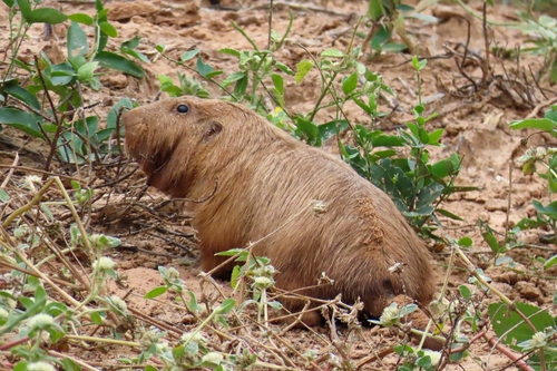 Chacoan Tuco-tuco