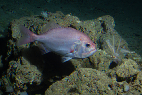 Darwin's Roughy (Gephyroberyx darwinii) · iNaturalist