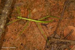 Cladoxerus