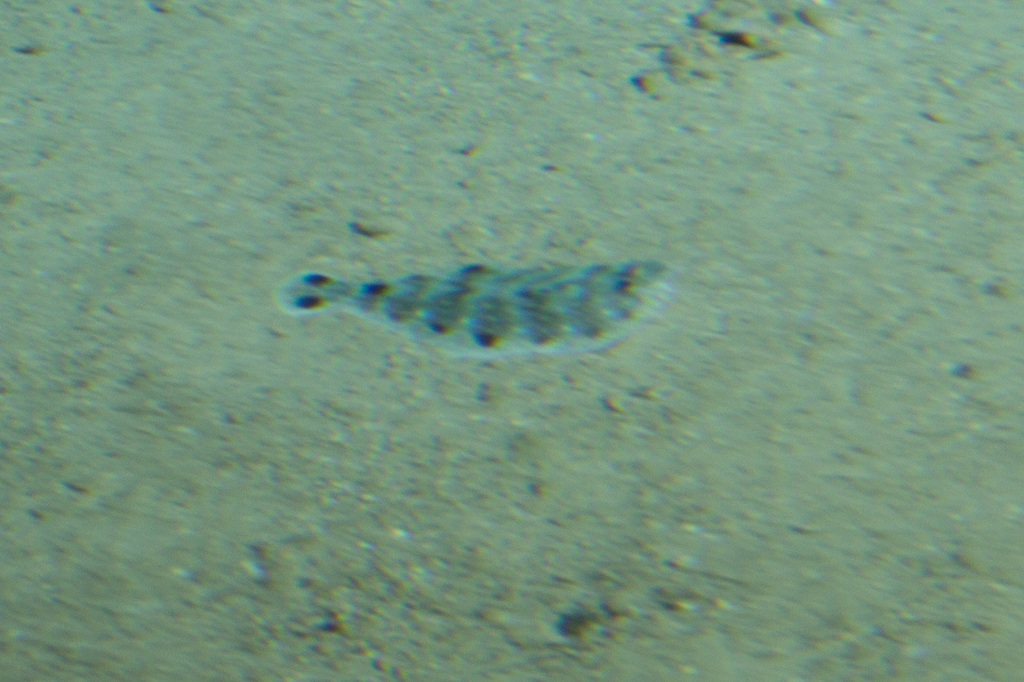 Doublespot whiff (Citharichthys dinoceros) — Paralichthyidae