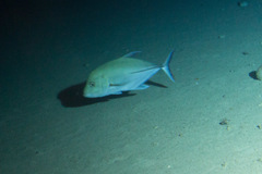 Caranx lugubris
