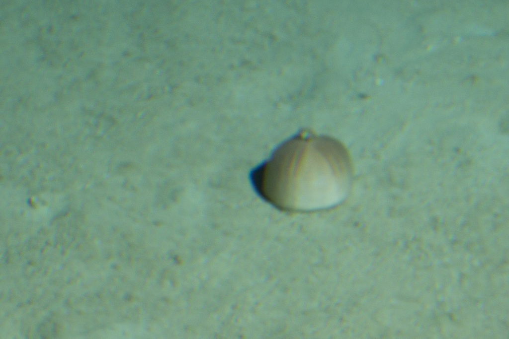 Echinolampas depressa