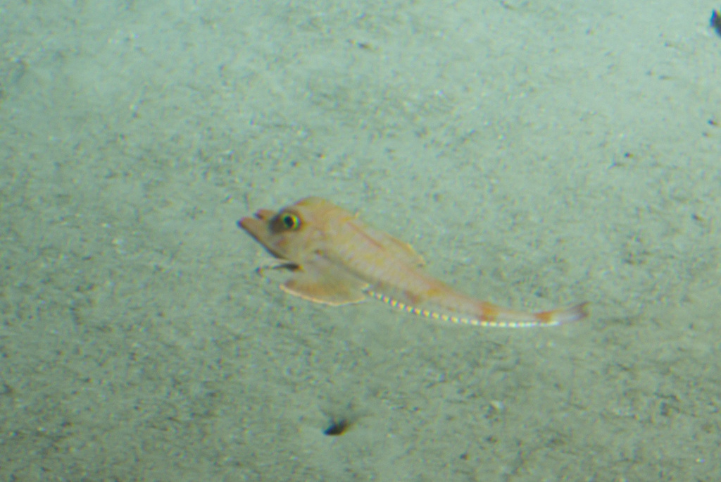 Flathead Armored Searobin