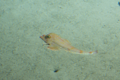 Peristedion brevirostre