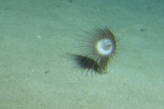 Ceriantharia