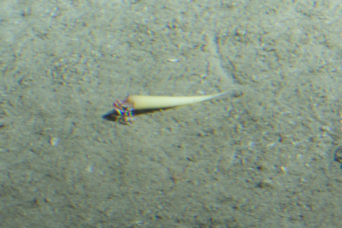 Pagurus curacaoensis