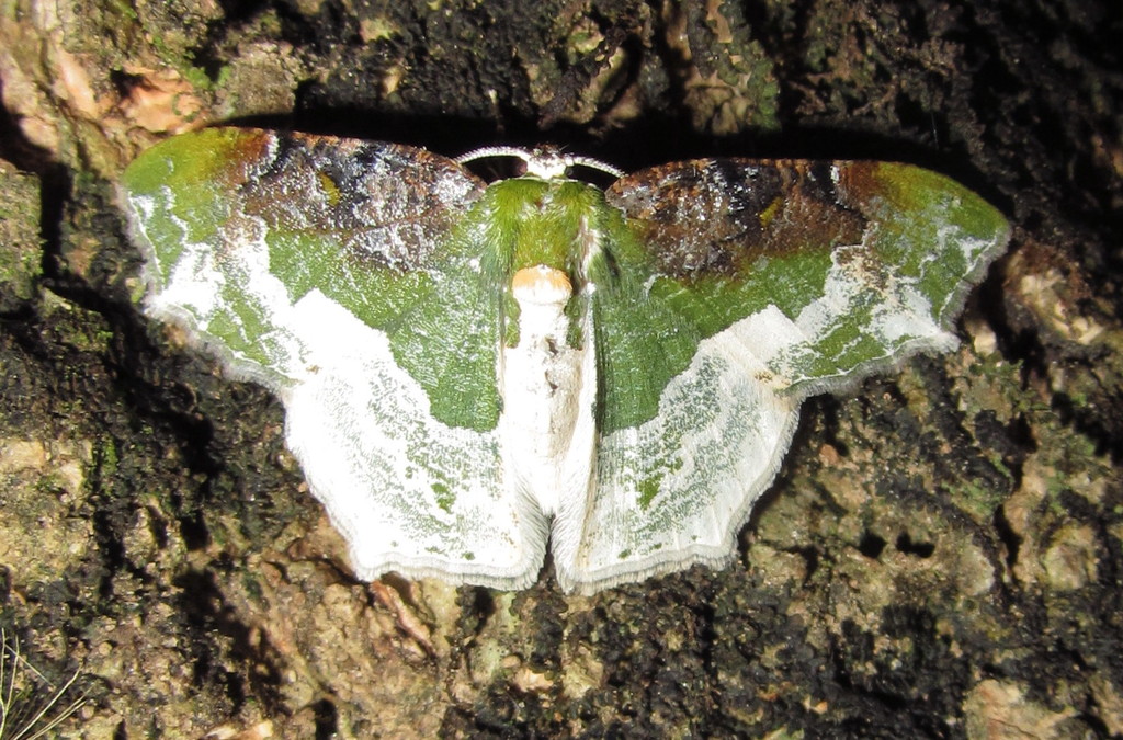 Eucyclodes semialba