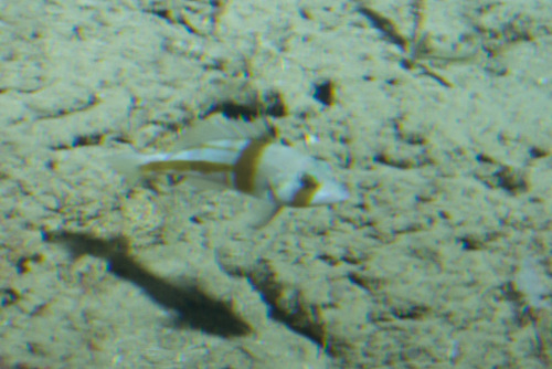 Serranus phoebe