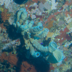 Callyspongia aculeata