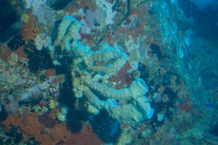 Callyspongia aculeata