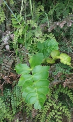 Gingidia montana