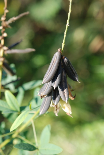 Crotalaria trichotoma iNat (3)
