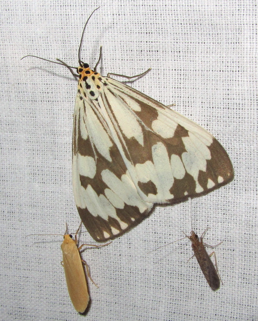 Marbled White Moth