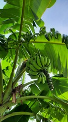 Musa paradisiaca image