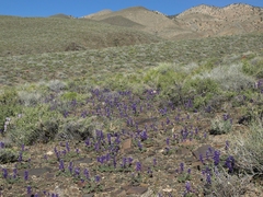 Lupinus flavoculatus