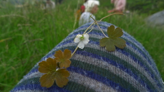 Geranium microphyllum
