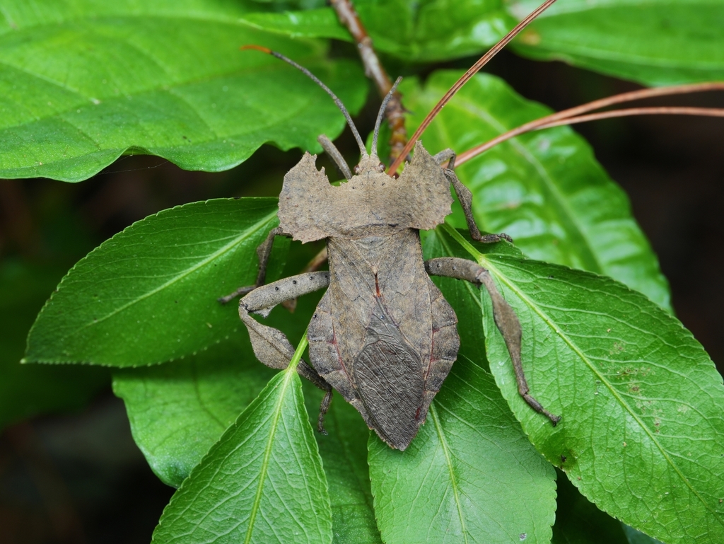 Breddinella humeralis