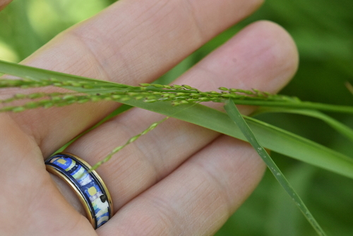 fowl bluegrass (Poa palustris)