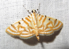Dichocrocis