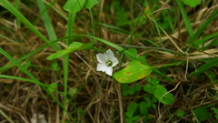 Convolvulus waitaha