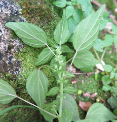 Parietaria debilis