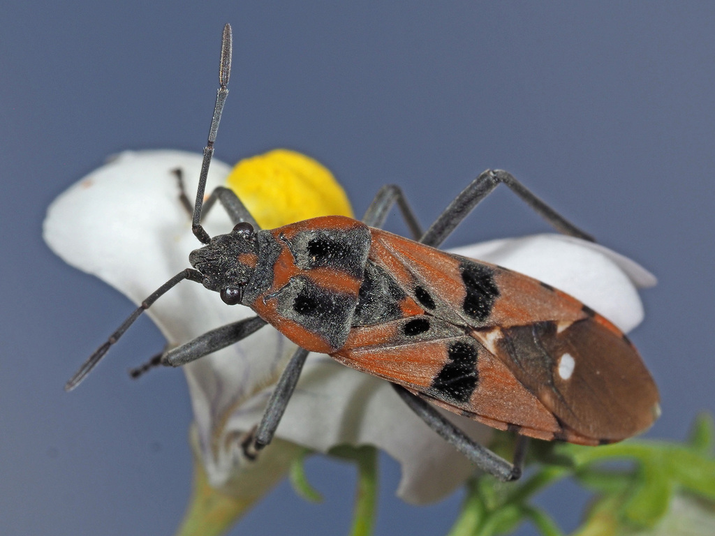 Spilostethus macilentus