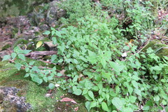 Parietaria debilis