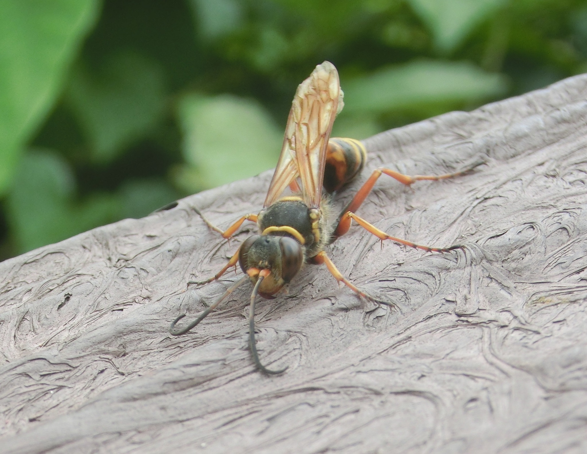 Sceliphron deforme (F.Smith, 1856)