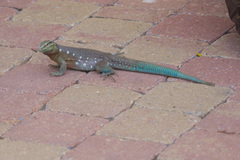 Cnemidophorus murinus